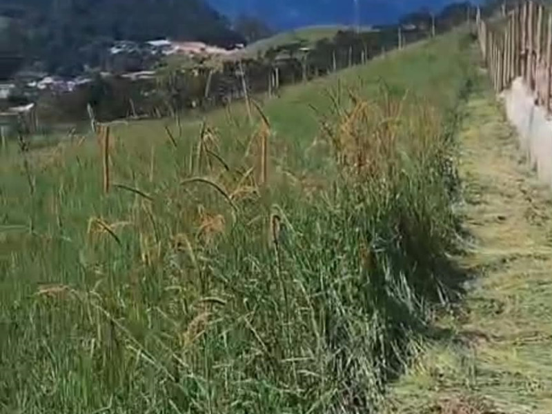Lote em Goncalves